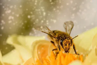 Produktbild Die Apitherapie in der Tierheilpraxis