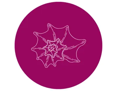 Produktbild Beckenboden-Onlinekurs für Frauen