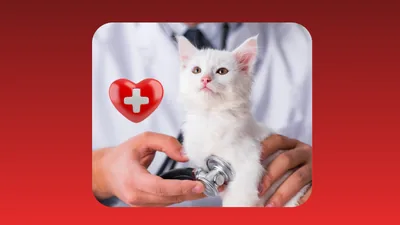 Produktbild CARE4CATS Onlinekurs der aCATemy