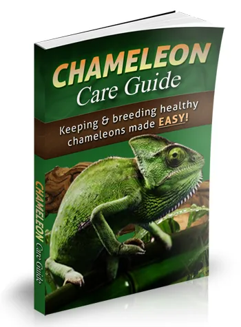 Cover des E-Books Chameleon Care Guide