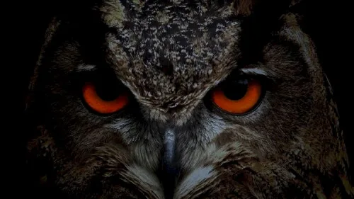 Produktbild Criminal and Open Source Intelligence Full Course (dt.)