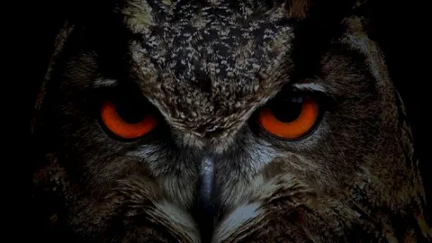 Produktbild Criminal and Open Source Intelligence Full Course (dt.)