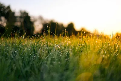 Produktbild Detox your Life: Vital und gesund in 7 Tagen (Online-Kurs)