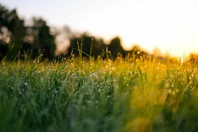Produktbild Detox your Life: Vital und gesund in 7 Tagen (Online-Kurs)