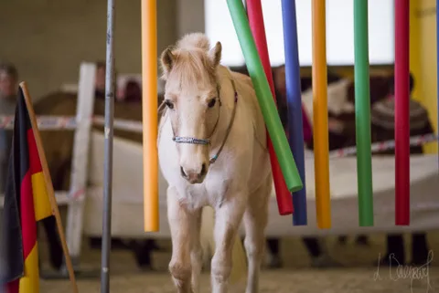 Produktbild Horse Agility Online-Seminar