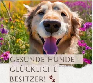 Produktbild Hunde Gesundheit Alltags Guide