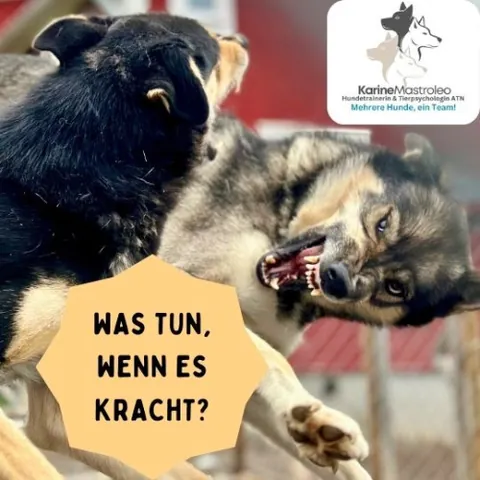 Produktbild Online-Seminar Hundegruppen im Gleichgewicht