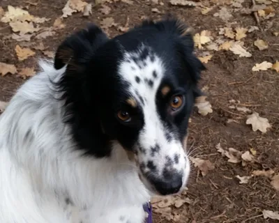 Produktbild Hunde aus dem Süden, Webinar (Rheinische Hundeschule)