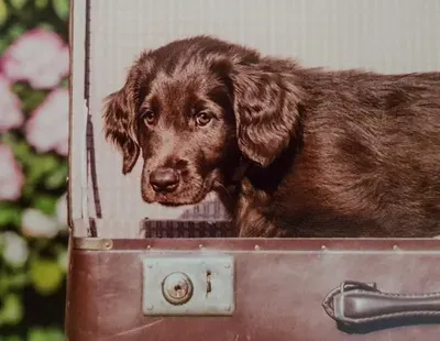 Produktbild Dein Welpe kommt ins Haus, Welpenwebinar (Rheinische Hundeschule)