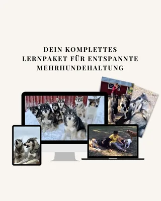 Titelbild des Online-Kurses Mehrere Hunde, ein Team von Karine Mastroleo