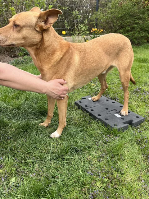 Produktbild Mini Krafttraining maxi Hundespaß Übungsanleitung für Hunde