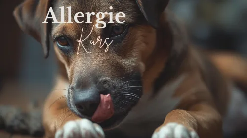 Produktbild Onlinekurs Allergien und Unverträglichkeiten beim Hund