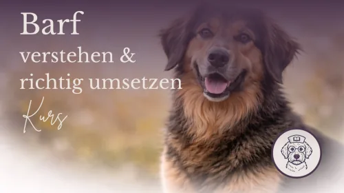 Produktbild Onlinekurs BARF verstehen und richtig umsetzen