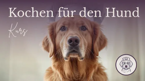 Produktbild Onlinekurs Kochen für deinen Hund: frische Mahlzeiten selbst zubereiten