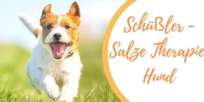 Produktbild Schüßler Salze Therapie für den Hund (Onlinekurs)