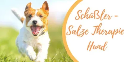 Produktbild Schüßler Salze Therapie für den Hund (Onlinekurs)