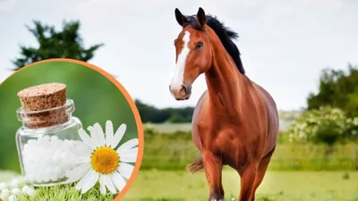 Produktbild Online Kurs Schüßler Salze Therapie fürs Pferd (Fortuna Academy)