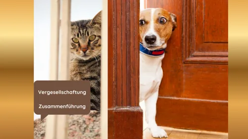 Produktbild Trainingsprogramm Vergesellschaftung von Hund und Katze