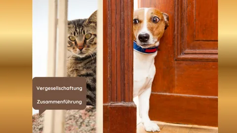 Produktbild Trainingsprogramm Vergesellschaftung von Hund und Katze